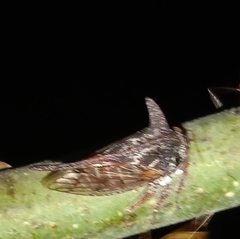 Oxyrhachis