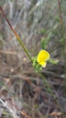 Crotalarieae