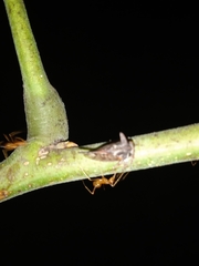 Oxyrhachis