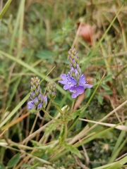 Veronica orsiniana