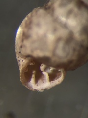 Vertigo rugosula