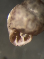 Vertigo rugosula