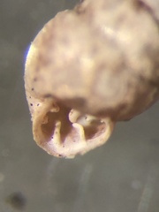 Vertigo rugosula