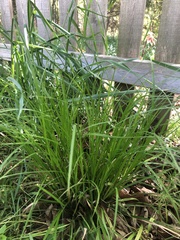 Carex jamesii