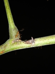 Oxyrhachis