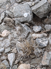 Dasyochloa pulchella