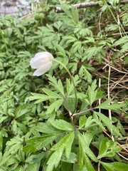 Anemonoides nemorosa