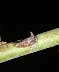 Oxyrhachis
