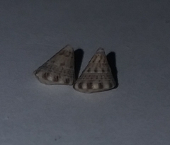 Jujubinus exasperatus