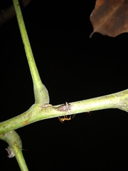 Oxyrhachis