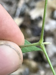 Clematis morefieldii