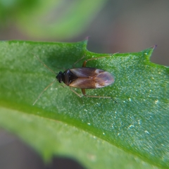 Plesiodema pinetella