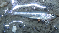 Opsariichthys