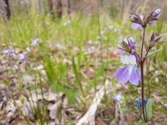 Collinsia violacea