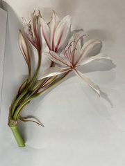 Crinum bulbispermum
