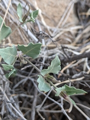 Acleisanthes