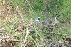 Motacilla alba