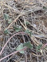Acleisanthes