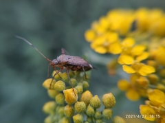 Closterotomus