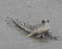 Periophthalmus chrysospilos