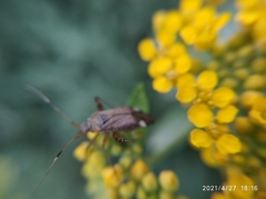 Closterotomus