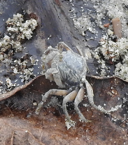 Dotilla myctiroides