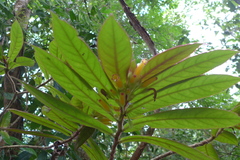 Columnea polyantha