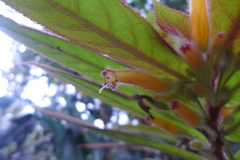 Columnea polyantha