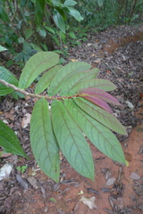 Columnea polyantha