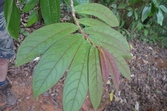 Columnea polyantha