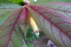 Columnea polyantha