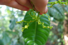 Palicourea solitudinum