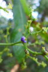 Palicourea solitudinum