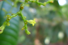 Palicourea solitudinum