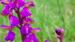 Anacamptis morio