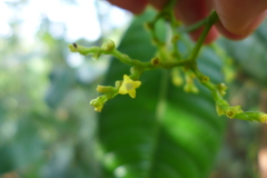 Palicourea solitudinum