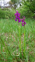 Anacamptis morio