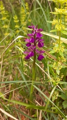 Anacamptis morio