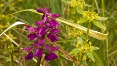 Anacamptis morio
