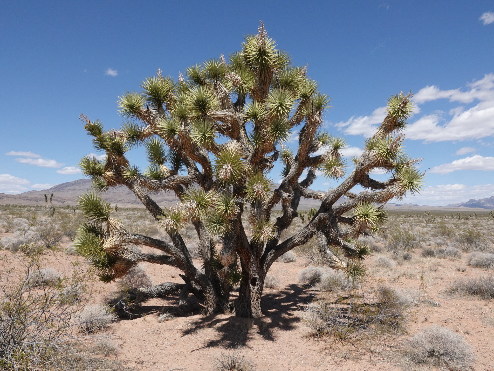 Eastern Joshua tree (Yucca jaegeriana) · iNaturalist