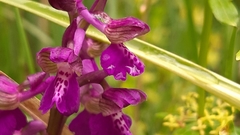 Anacamptis morio