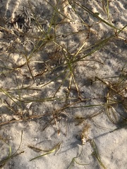 Syringodium filiforme