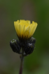 Pilosella lactucella