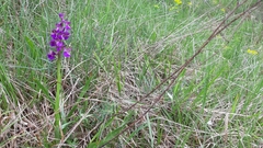 Anacamptis morio