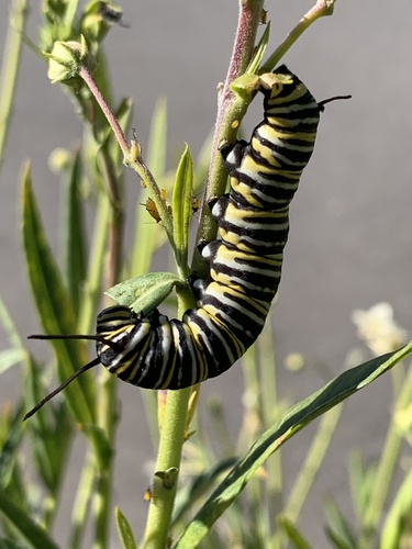 Monarch photographed in California
