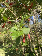 Iochroma fuchsioides