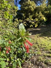 Iochroma fuchsioides