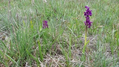 Anacamptis morio