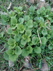 Alliaria petiolata