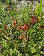 Indigofera digitata